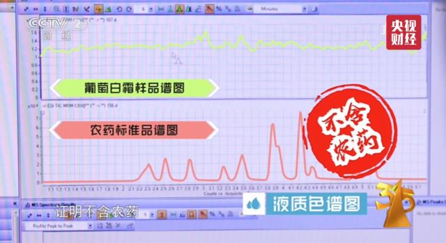 葡萄上的白霜是農(nóng)藥殘留？